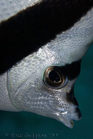 Bannerfish portrait.  Ningaloo Reef, Western Australia.  ... by Ross Gudgeon 