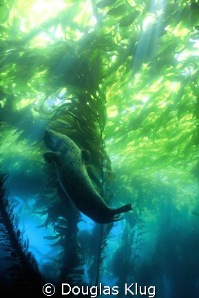 Sealdance.
One of my favorites, shot back in the late 90... by Douglas Klug 