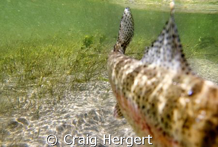 A large rainbow trout swims directly at the camera in the... by Craig Hergert 