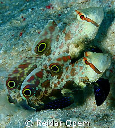 A pair of two spot goby
(Signigobius biocellatus) by Reidar Opem 