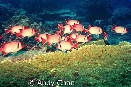Squirrel Fish
 by Andy Chan 