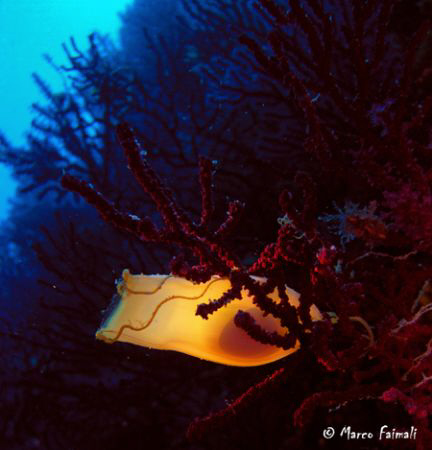 The egg-case of spotted catshark (Scyliorhinus
canicula) by Marco Faimali 