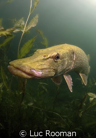 Pike taken with cold waterfilter from Alex Mustard by Luc Rooman 