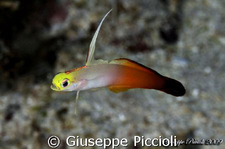 Lemon face by Giuseppe Piccioli 