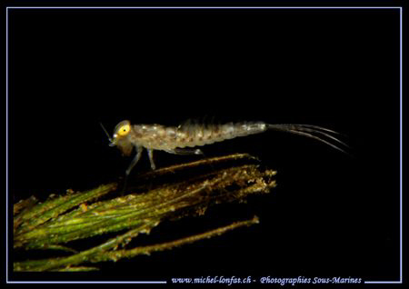 A grub of an insecte - an Odonate - 4 meters deep. No cro... by Michel Lonfat 