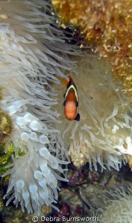 Clownfish in the Majuro Lagoon, Marshall Islands by Debra Burnsworth 