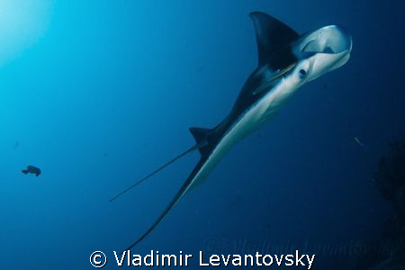 Manta ray. Playful and very social, she loved when I blew... by Vladimir Levantovsky 