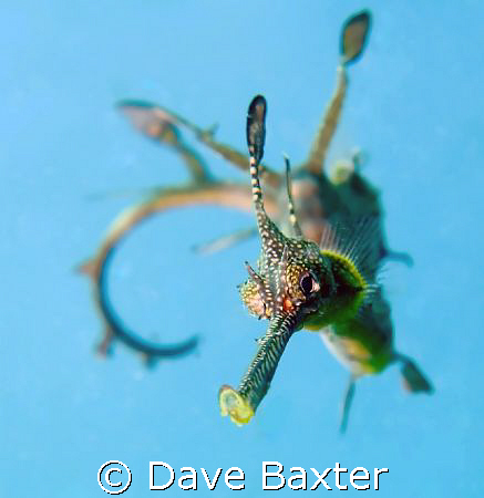weedy sea dragon flying through the temperate water of Pe... by Dave Baxter 