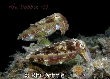 Canon G9, Ikelite Housing, Inon z240 (1)Strobe. I stumble... by Rhi Dobbie 