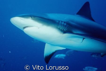 Fishs - Carcharhinus plumbeus by Vito Lorusso 