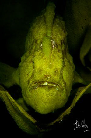 1/250 f25 105mm ISO400. Giant Frogfish sitting in a yello... by Julian Cohen 