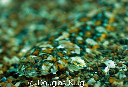 Blended. 
A pacific sanddab blends in with the gravel at... by Douglas Klug 