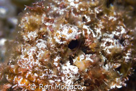 Scorpion Fish taken during night dive in Cozumel 02/15/09 by Ron Monaco 