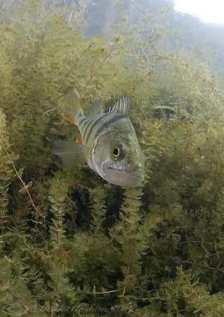 Perch. Capernwray. D200, 10.5mm. by Derek Haslam 
