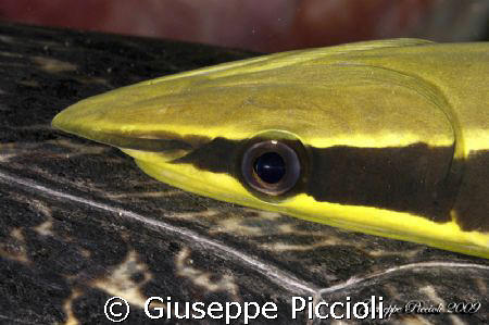Lemon doll by Giuseppe Piccioli 