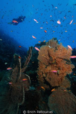 Diver cruising over gorgonian forest at Ras Umm Sid, Shar... by Erich Reboucas 