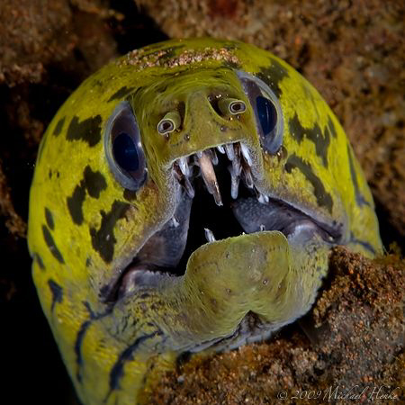 Yellowhead Moray Eel by Michael Henke 
