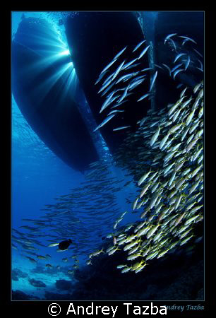 Landscape with fishes by Andrey Tazba 