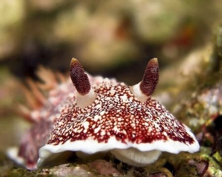 Nudi off Batangas Philippines. Casio exilim ex z1200 by Andrew Macleod 