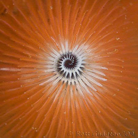 Christmas Tree Worm from the top.  Ningaloo Reef, Western... by Ross Gudgeon 
