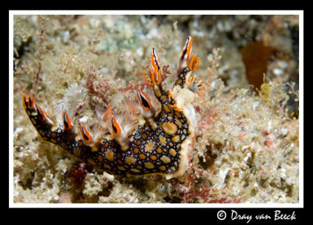 My best side... by Dray Van Beeck 