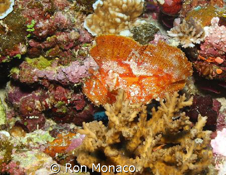 Leaf Fish taken in September 2008 diving out of Taveuni, ... by Ron Monaco 