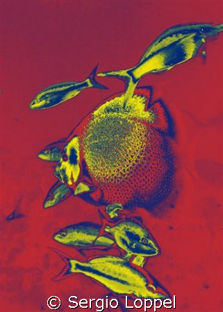 angel fish in red by Sergio Loppel 