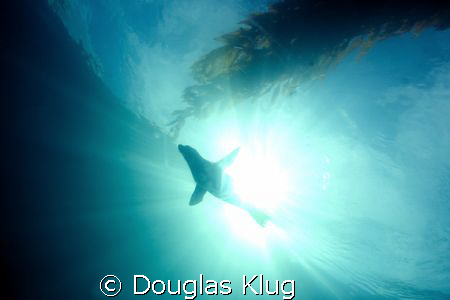 Sea Lion in the Sun.
A young Sea Lion at Anacapa Island.... by Douglas Klug 
