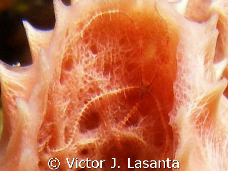baby brittle star inside a branching vase sponge at merma... by Victor J. Lasanta 