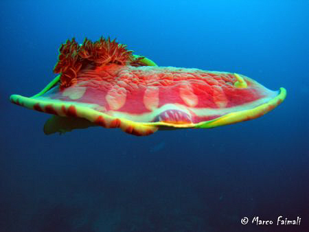 ...U-UFO!!.....(Underwater Unidentified Flying Organism)
... by Marco Faimali 