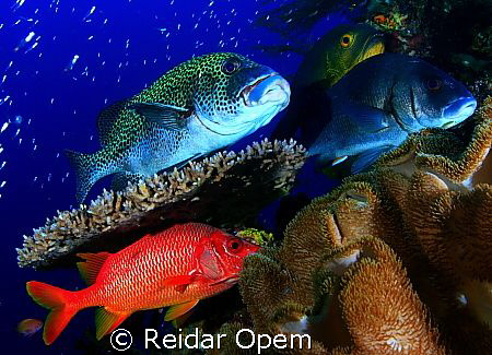 A colorful life in a colorful society by Reidar Opem 