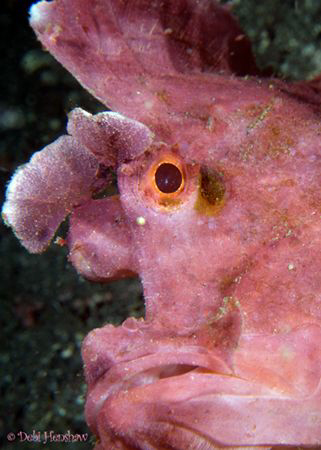 "Pretty in Pink" This lovely specimen has since gone miss... by Debi Henshaw 