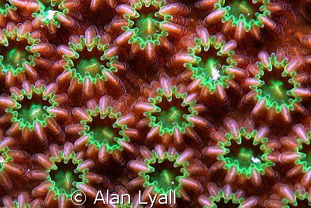 Hard coral landscape... by Alan Lyall 