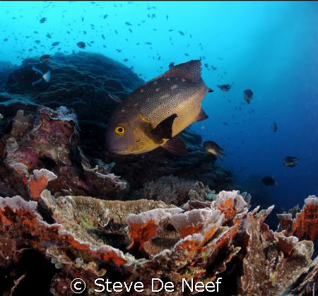 This one came to say hi by Steve De Neef 
