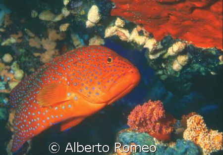 RED BLUSPOTTED GROUPER.  Nikon 801s 60 macro in Igloo Hou... by Alberto Romeo 