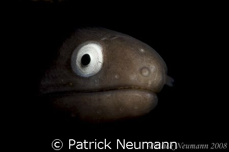 Whiteeye Murray taken with Canon 400D/Hugyfot by Patrick Neumann 