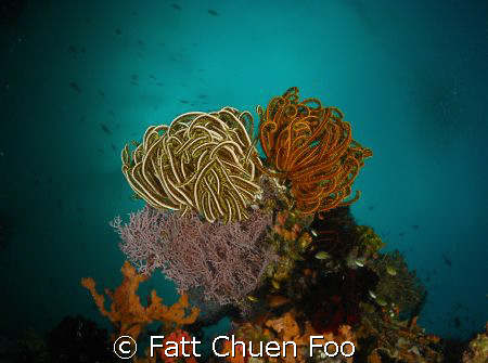 Bunch of Feather Stars, Anilao, Philipines. Canon G9, Ino... by Fatt Chuen Foo 