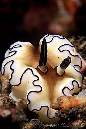 Glossodoris atromarginata by Michael Henke 