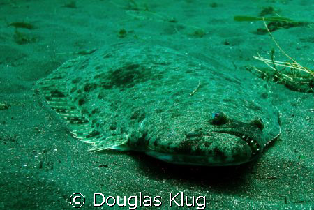 Bottom Feeder.
A look at the business end of a large Cal... by Douglas Klug 