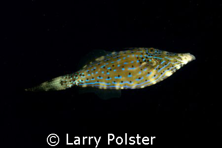 Bonaire, D300, Tokina 10-17 by Larry Polster 