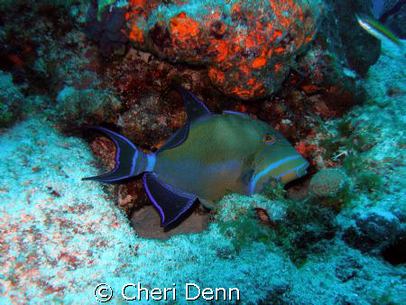 Taken on the Nekton Pilot divesite called Hawksbill with ... by Cheri Denn 