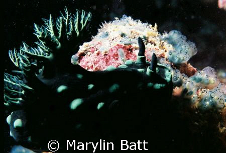 Green and Black Nudi Atlantis Resort 
Nikonos V with1:2 ... by Marylin Batt 