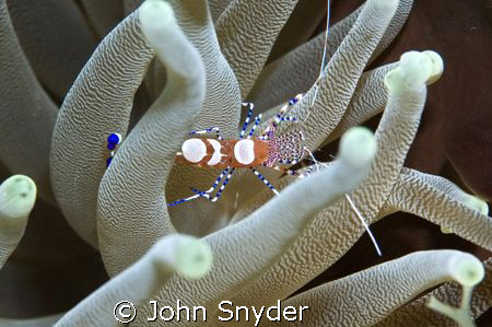 Nikon D70 Macro by John Snyder 