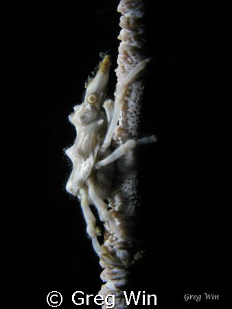 Xeno Crab. Taken with Canon G9, Single Inon Z240 strobe a... by Greg Win 