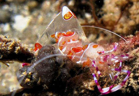 Critters Cove,Samal Island,Davao City by Bernard Maglana 