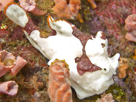 Froggy off Anilao Philippines. Casio exilim ex z1200 by Andrew Macleod 