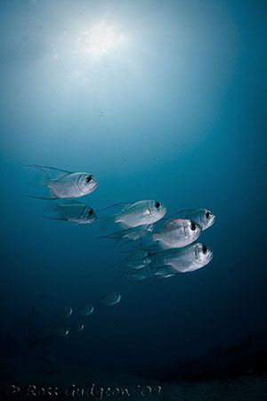 School of Threadfin Pearl Perch.  Ningaloo Reef, Western ... by Ross Gudgeon 