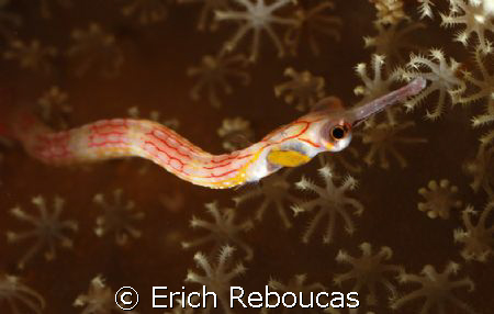 Pipefish on Coral.
Fiddle Garden, Sharm. by Erich Reboucas 