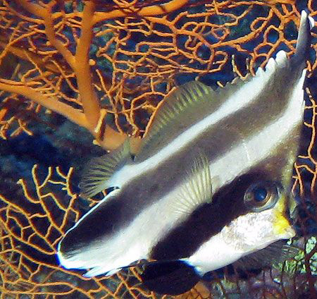 Pennant Bannerfish by Martin Dalsaso 