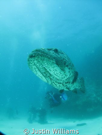 Massive Cod..must be on steroids. by Justin Williams 